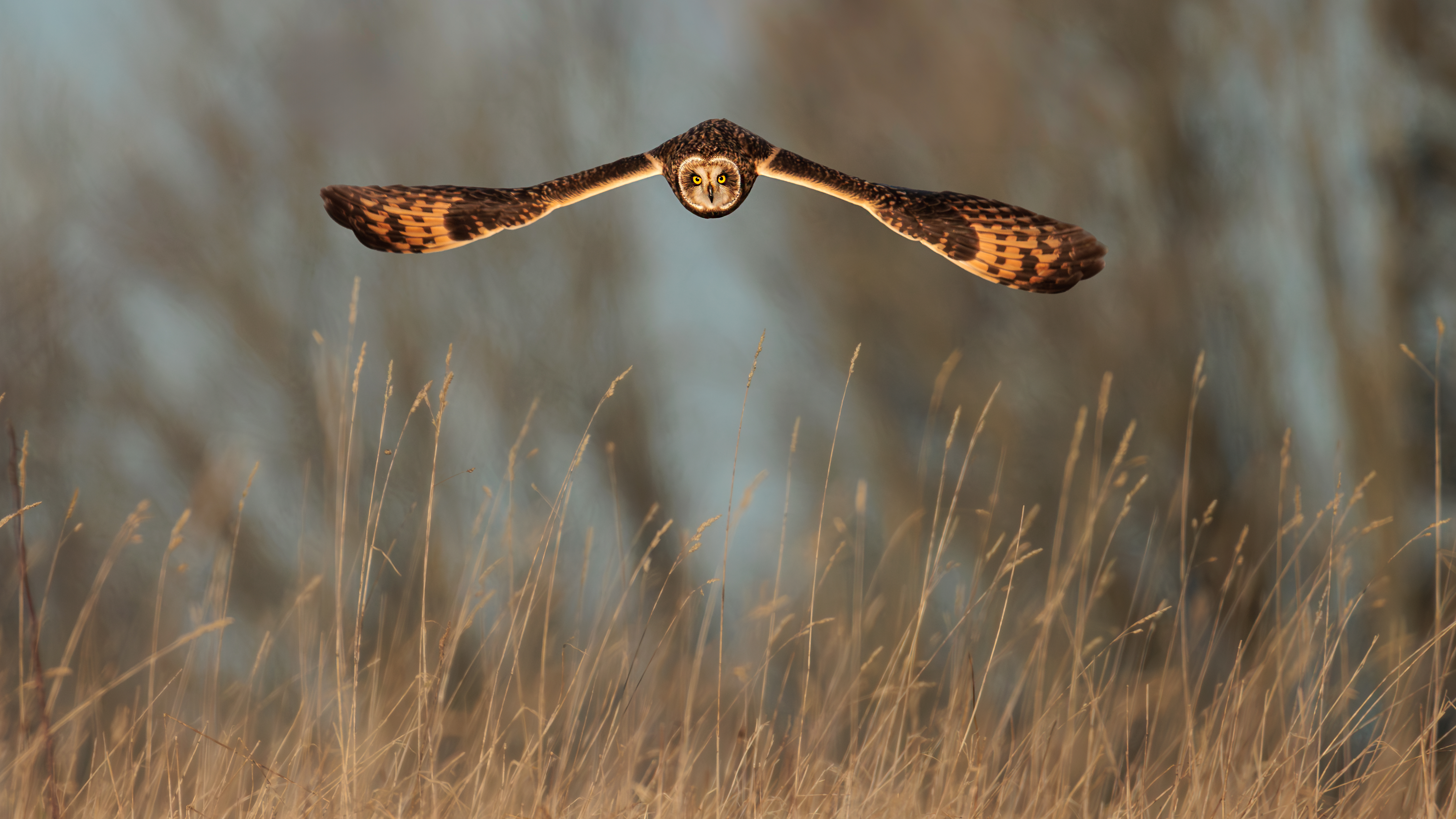 Short-eared owl