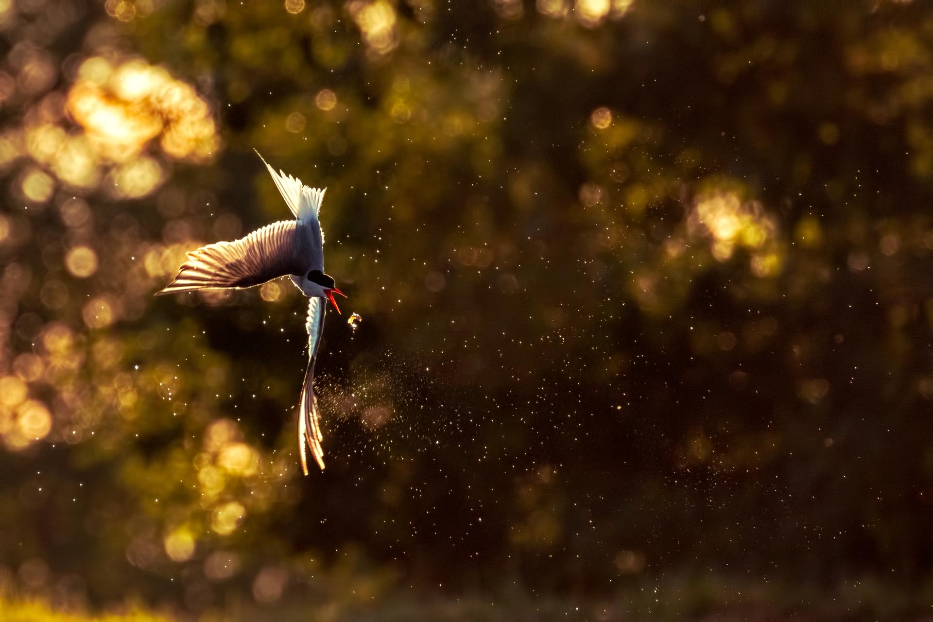 Tern Dive