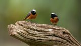 Birds