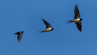 Birds