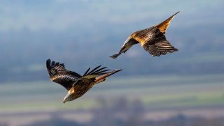 Birds