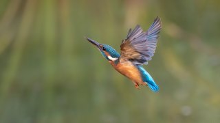 Birds