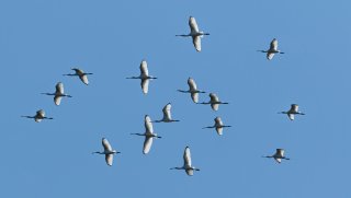 Birds
