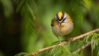 Birds