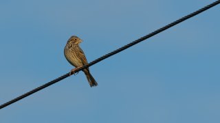 Birds
