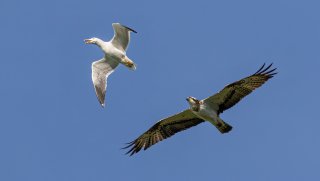 Birds