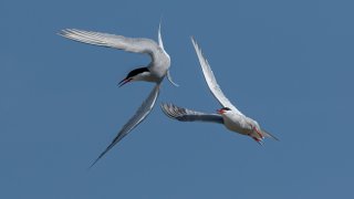 Birds