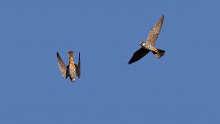 Birds