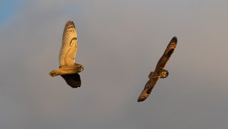 Birds