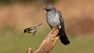 Birds