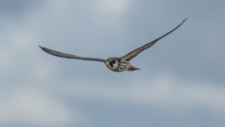 Birds