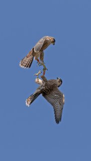 Birds