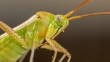 Macro & Insects