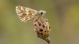 Macro & Insects