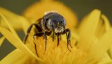 Macro & Insects