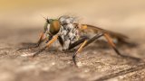 Macro & Insects