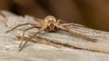 Macro & Insects