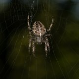 Macro & Insects