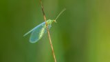 Macro & Insects