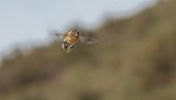 Macro & Insects