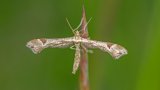 Macro & Insects