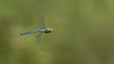 Macro & Insects