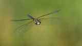 Macro & Insects