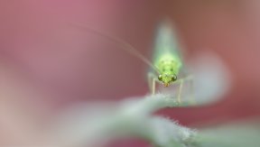 Macro & Insects