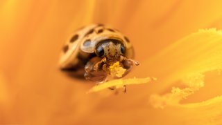 Macro & Insects
