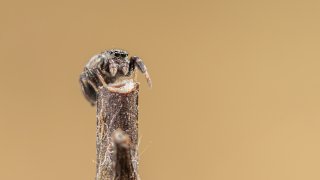 Macro & Insects