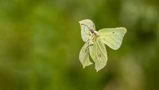 Macro & Insects