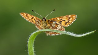 Macro & Insects