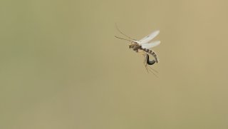 Macro & Insects