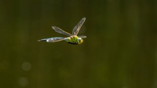 Macro & Insects