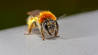 Macro & Insects