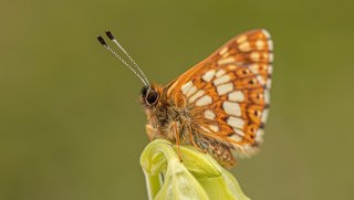 Macro & Insects