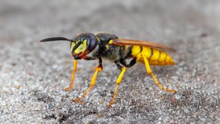 Macro & Insects