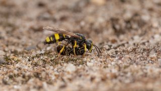 Macro & Insects