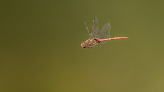 Macro & Insects