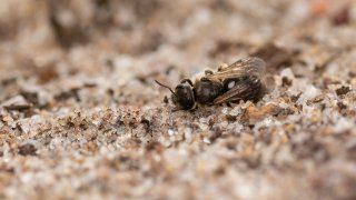 Macro & Insects