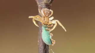 Macro & Insects