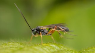 Macro & Insects