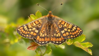 Macro & Insects
