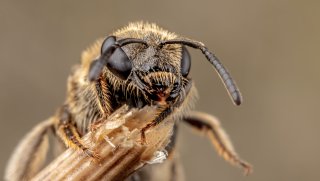 Macro & Insects