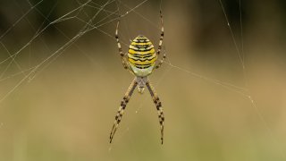 Macro & Insects