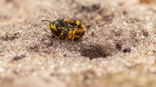 Macro & Insects