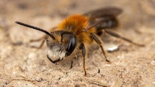 Macro & Insects