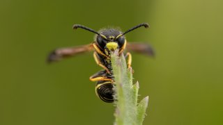 Macro & Insects
