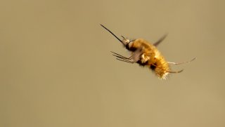 Macro & Insects
