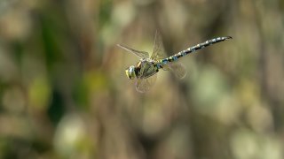 Macro & Insects
